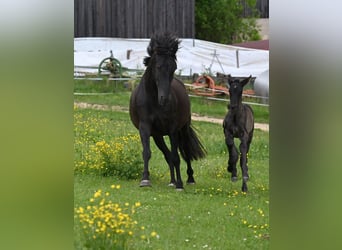 PRE Mix, Hengst, 5 Jaar, 159 cm, Zwart