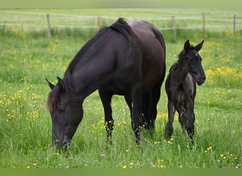 PRE Mix, Hengst, 5 Jaar, 159 cm, Zwart