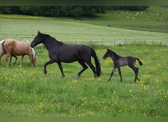 PRE Mix, Hengst, 5 Jaar, 159 cm, Zwart