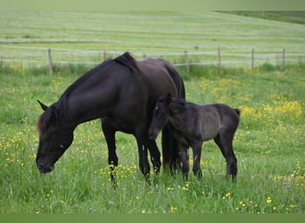 PRE Mix, Hengst, 5 Jaar, 159 cm, Zwart
