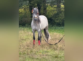PRE, Hengst, 5 Jaar, 160 cm, Appelschimmel
