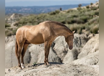 PRE, Hengst, 5 Jahre, 160 cm, Champagne