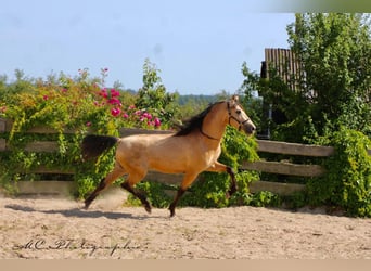 PRE Mix, Hengst, 5 Jaar, 160 cm, Falbe