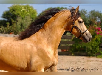 PRE Mix, Hengst, 5 Jaar, 160 cm, Falbe