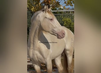 PRE Mix, Hengst, 5 Jaar, 160 cm, Perlino