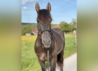 PRE, Hengst, 5 Jaar, 160 cm, Zwart