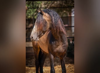 PRE, Hengst, 5 Jaar, 161 cm, Buckskin