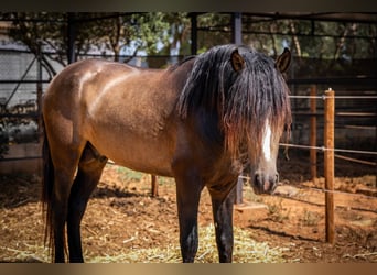 PRE, Hengst, 5 Jaar, 161 cm, Buckskin