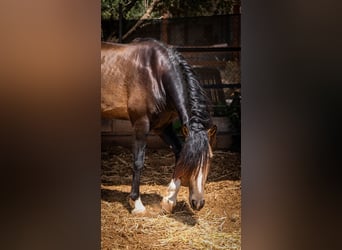 PRE, Hengst, 5 Jaar, 161 cm, Buckskin