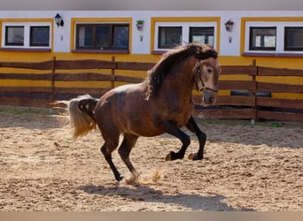 PRE, Hengst, 5 Jaar, 161 cm, kan schimmel zijn