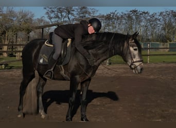 PRE, Hengst, 5 Jaar, 161 cm, kan schimmel zijn