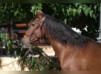 PRE Mix, Hengst, 5 Jaar, 161 cm, Roodbruin