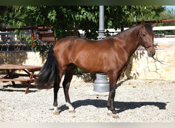 PRE Mix, Hengst, 5 Jaar, 161 cm, Roodbruin