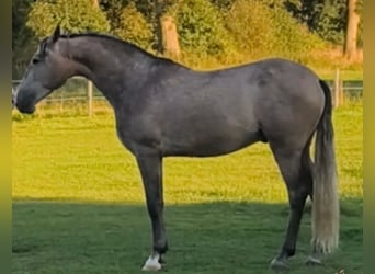 PRE Mix, Hengst, 5 Jaar, 161 cm, Schimmel