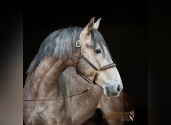 PRE Mix, Hengst, 5 Jaar, 161 cm, Schimmel