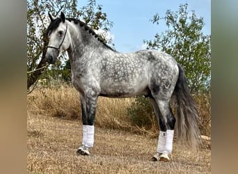 PRE Mix, Hengst, 5 Jaar, 162 cm, Appelschimmel