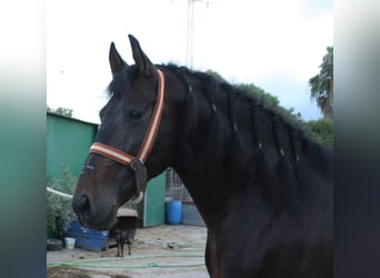 PRE Mix, Hengst, 5 Jaar, 162 cm, Bruin