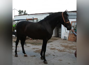 PRE Mix, Hengst, 5 Jaar, 162 cm, Bruin
