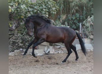 PRE Mix, Hengst, 5 Jaar, 162 cm, Bruin