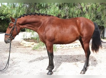 PRE Mix, Hengst, 5 Jaar, 162 cm, Bruin