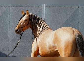 PRE Mix, Hengst, 5 Jaar, 162 cm, Buckskin