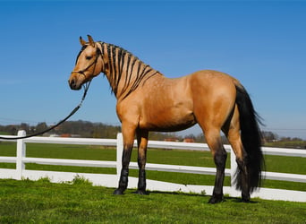 PRE Mix, Hengst, 5 Jaar, 162 cm, Buckskin