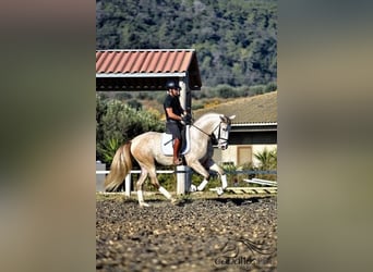 PRE Mix, Hengst, 5 Jaar, 162 cm