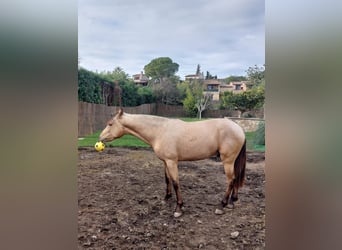 PRE Mix, Hengst, 5 Jaar, 162 cm, Falbe