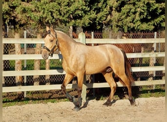 PRE Mix, Hengst, 5 Jaar, 162 cm, Falbe