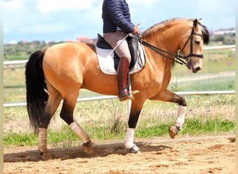 PRE Mix, Hengst, 5 Jaar, 162 cm, Falbe
