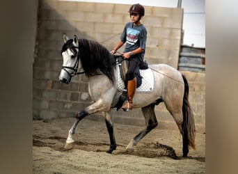 PRE Mix, Hengst, 5 Jaar, 162 cm, kan schimmel zijn