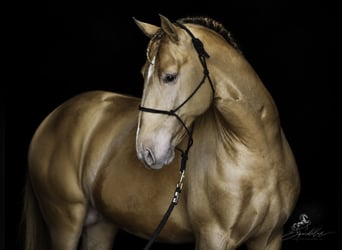 PRE Mix, Hengst, 5 Jaar, 162 cm, Perlino