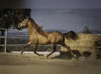 PRE Mix, Hengst, 5 Jaar, 162 cm, Perlino