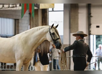 PRE Mix, Hengst, 5 Jaar, 162 cm, Schimmel