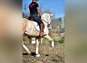 PRE Mix, Hengst, 5 Jaar, 162 cm, Schimmel