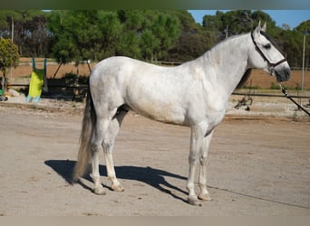 PRE Mix, Hengst, 5 Jaar, 162 cm, Schimmel