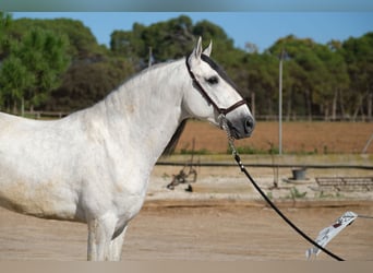 PRE Mix, Hengst, 5 Jaar, 162 cm, Schimmel