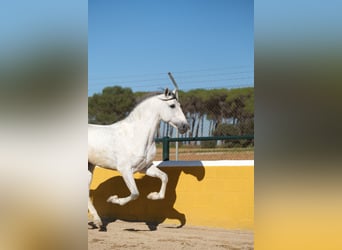 PRE Mix, Hengst, 5 Jaar, 162 cm, Schimmel