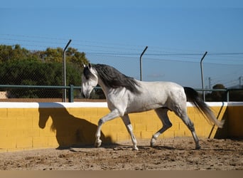 PRE Mix, Hengst, 5 Jaar, 162 cm, Schimmel