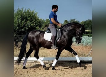 PRE Mix, Hengst, 5 Jaar, 162 cm, Zwart