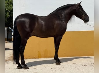PRE Mix, Hengst, 5 Jaar, 162 cm, Zwart