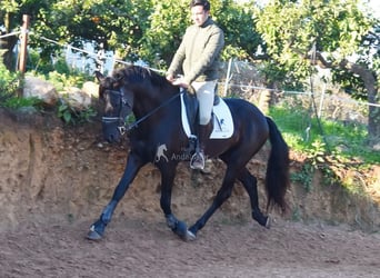 PRE, Hengst, 5 Jaar, 162 cm, Zwart