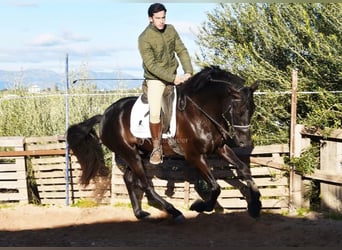 PRE, Hengst, 5 Jaar, 162 cm, Zwart