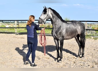 PRE Mix, Hengst, 5 Jaar, 163 cm, Blauwschimmel