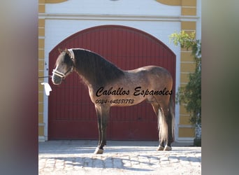 PRE, Hengst, 5 Jaar, 163 cm, Brown Falb schimmel