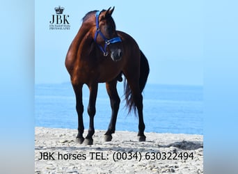 PRE Mix, Hengst, 5 Jaar, 163 cm, Bruin