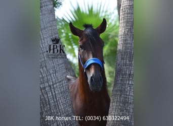 PRE Mix, Hengst, 5 Jaar, 163 cm, Bruin