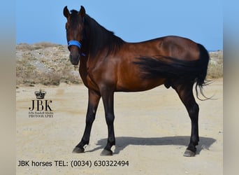 PRE Mix, Hengst, 5 Jaar, 163 cm, Bruin