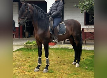 PRE Mix, Hengst, 5 Jaar, 163 cm, Bruin