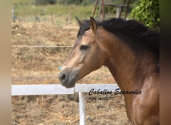 PRE Mix, Hengst, 5 Jaar, 163 cm, Buckskin